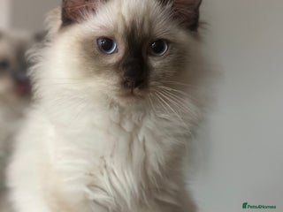 Ragdoll cats - Advert 33