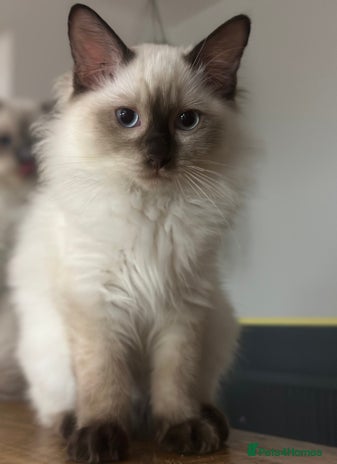 Ragdoll cats - Advert 4