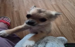 Chihuahua dogs for sale: Long haired chihuahua  - Image 12