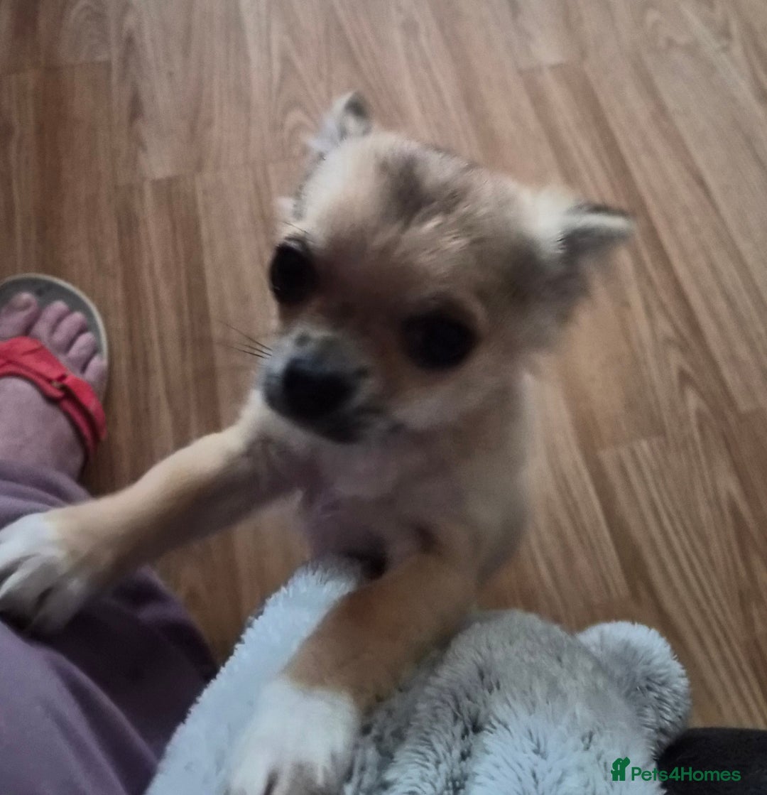 Chihuahua dogs for sale: Long haired chihuahua  - Image 12