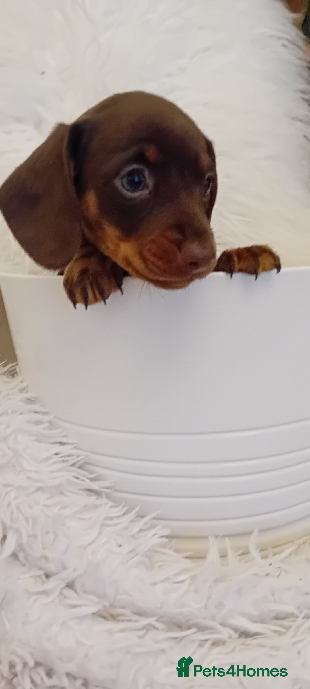 Miniature Dachshund dogs for sale: Chocolate and tan  girls - Advert 6