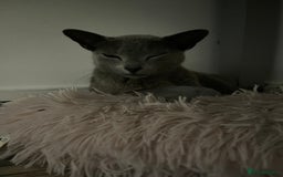 Russian Blue cats for sale: 4 years old Russian blue  - Image 3