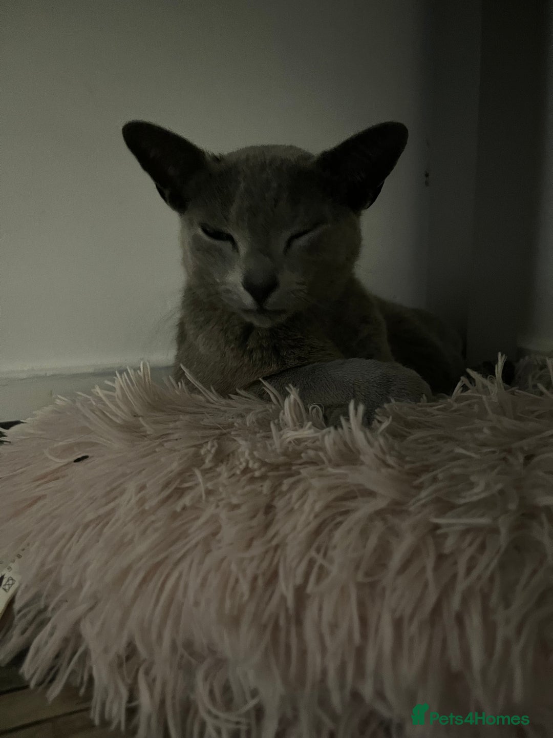 Russian Blue cats for sale: 4 years old Russian blue  - Image 3
