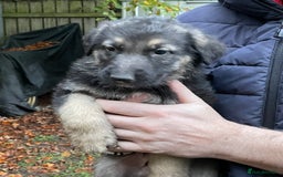 German Shepherd dogs for sale: German Shepherd pups - Image 30