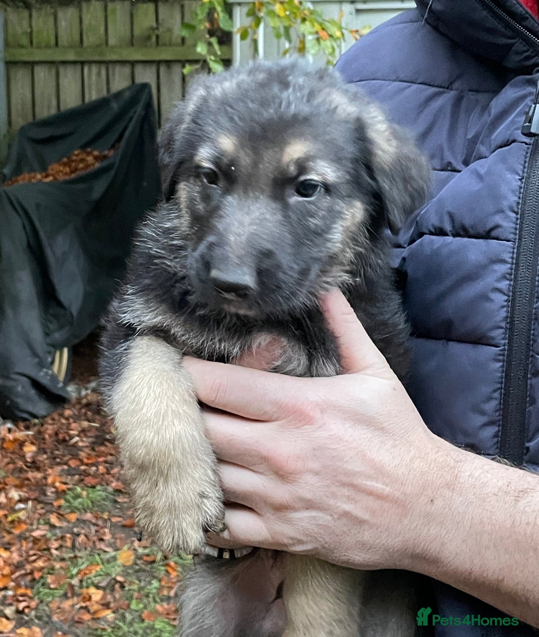 German Shepherd dogs for sale: German Shepherd pups - Image 30