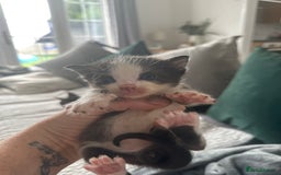 Sphynx cats for sale: Sphynx cross kittens  - Image 5