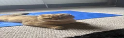 Scottish Fold cats for sale: ❤️SCOTTISH FOLD/STRAIGHTS SILVER CHINCHILLA ❤️ - Advert 3