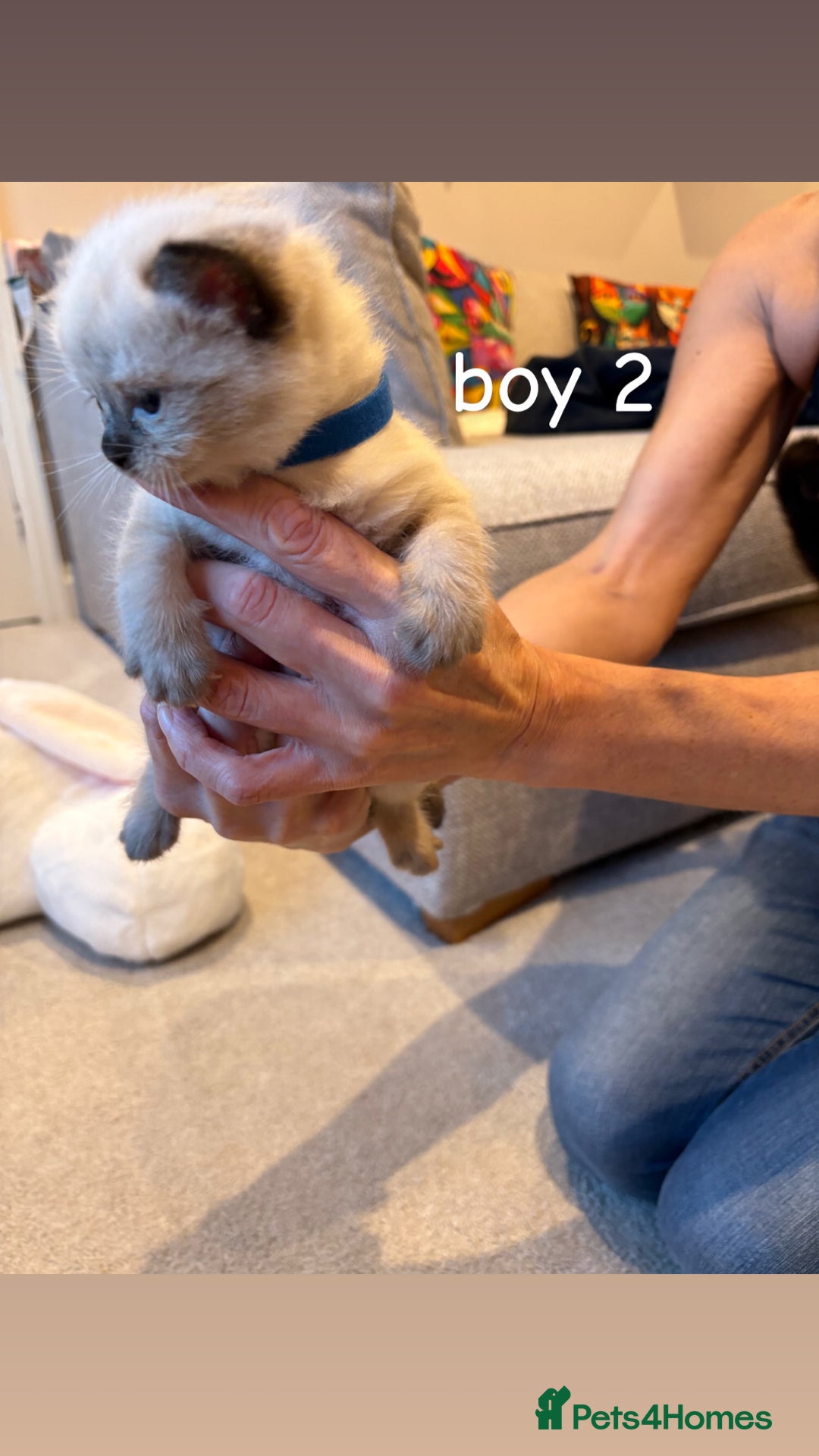 Ragdoll cats for sale: 4 beautiful pure ragdoll kittens  - Image 7