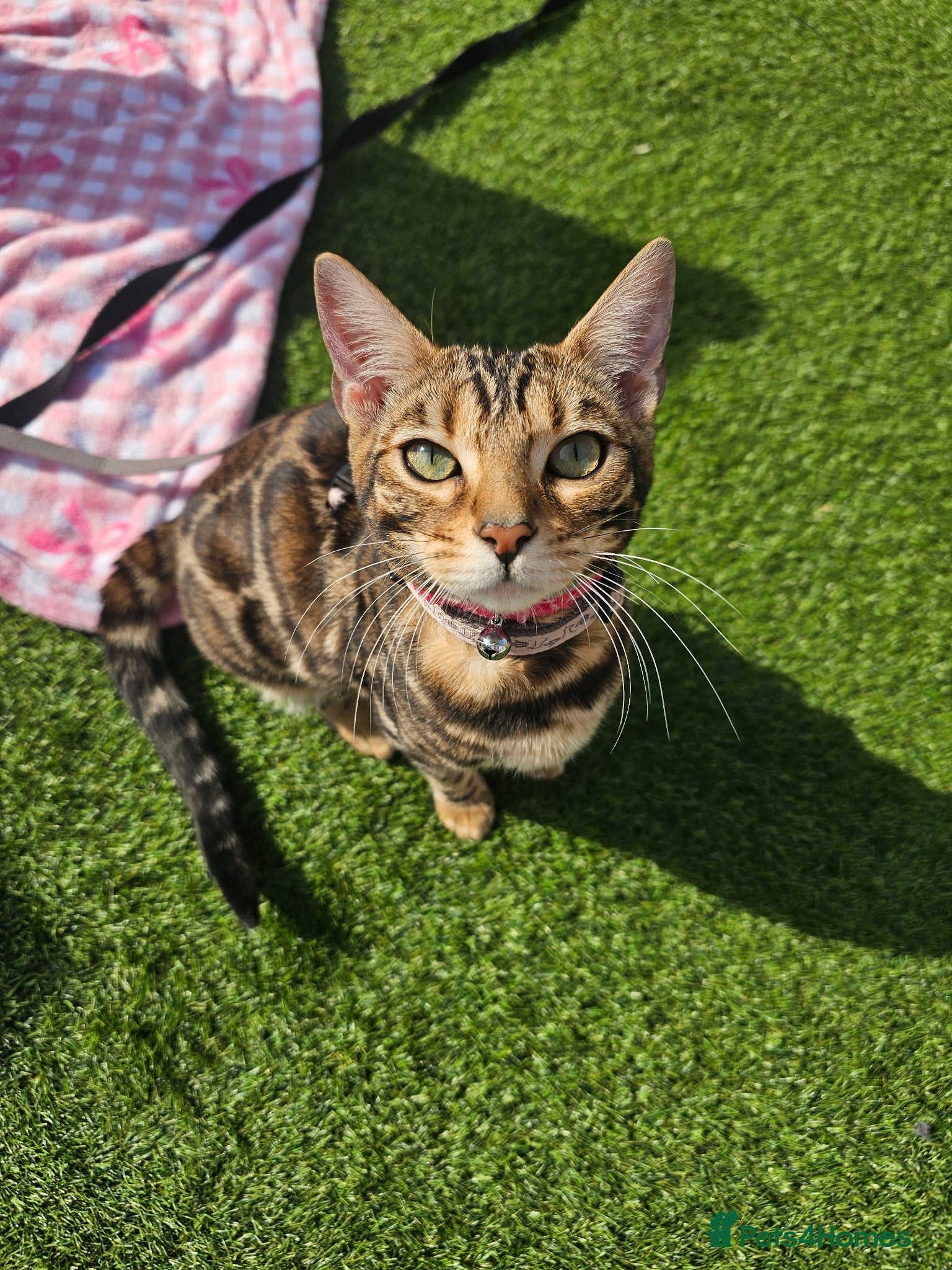 Bengal cats Nala the bengal - Advert 9