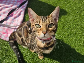 Bengal cats Nala the bengal - Advert 12