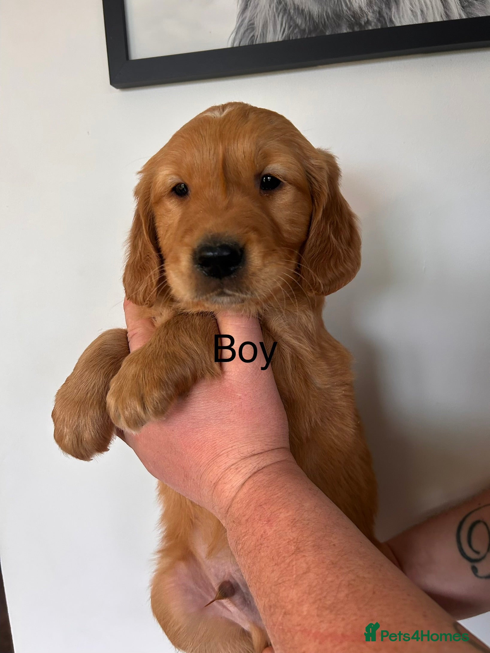 Golden Retriever dogs Working Golden Retriever puppies  - Advert 14