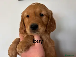 Golden Retriever dogs Working Golden Retriever puppies - Advert 3