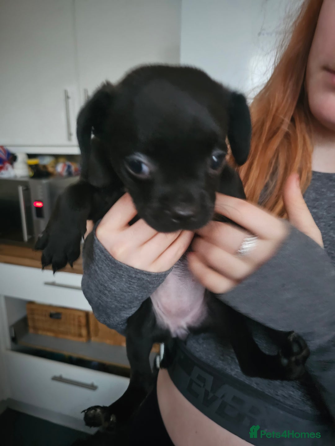 Mixed Breed dogs for sale: Staffy cross puppies  - Advert 11