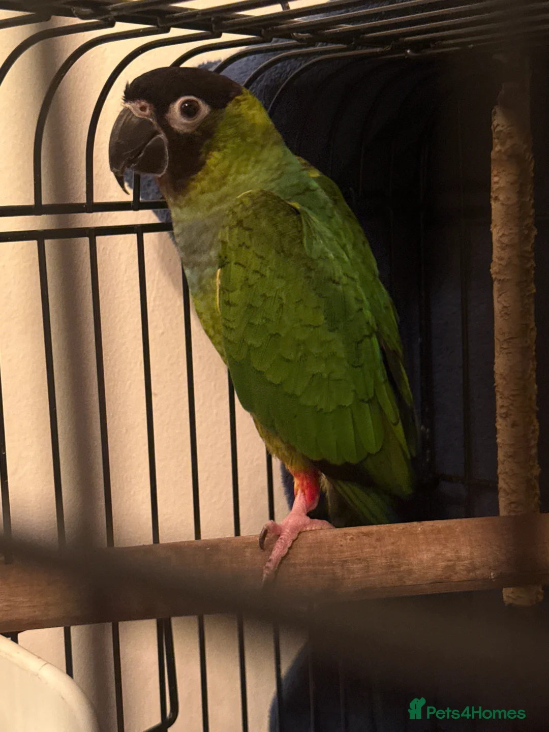Conures birds for sale: Black Capped Conure – Needs Experienced Home - Advert 2