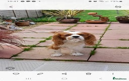 Cavalier King Charles Spaniel dogs for sale: Cavalier king charles spaniel - Image 3