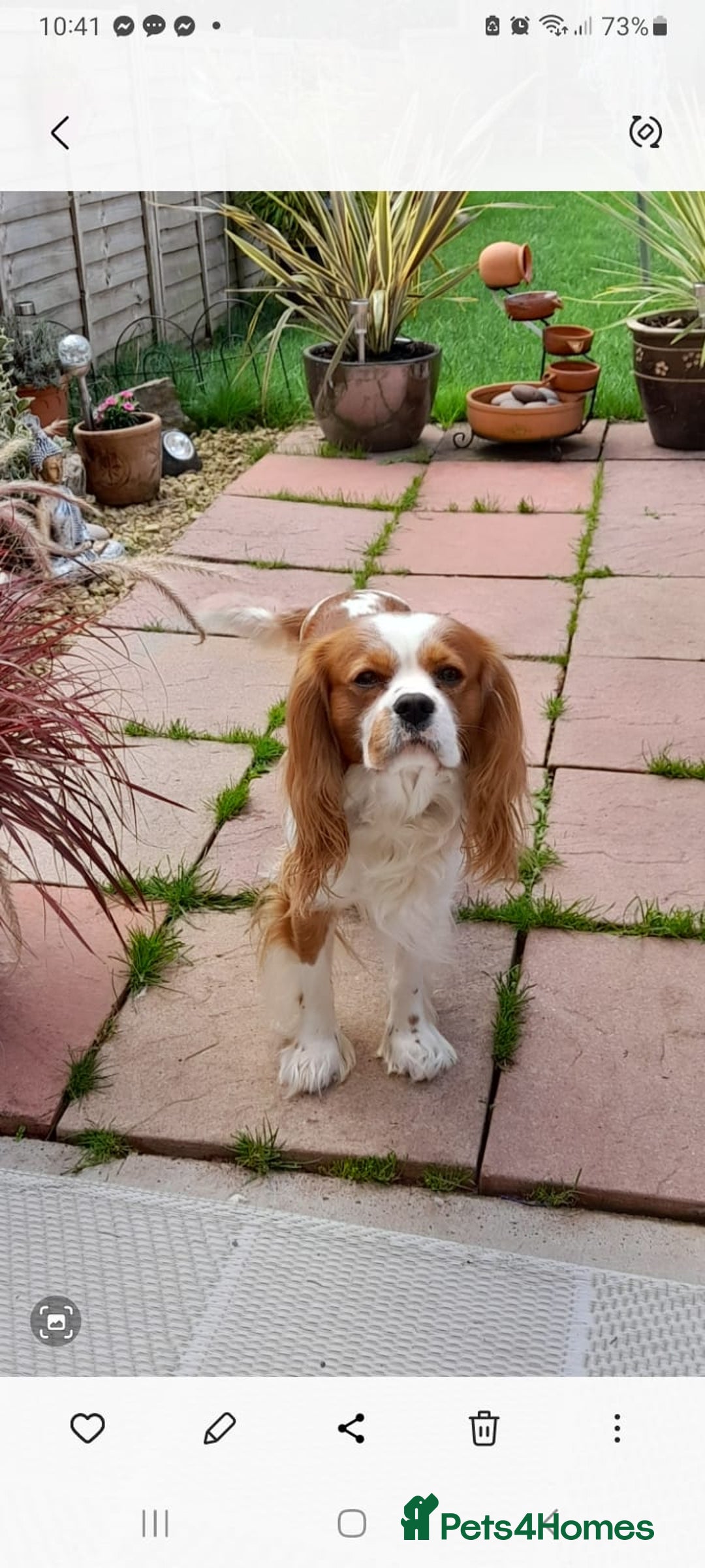 Cavalier King Charles Spaniel dogs for sale: Cavalier king charles spaniel - Image 3