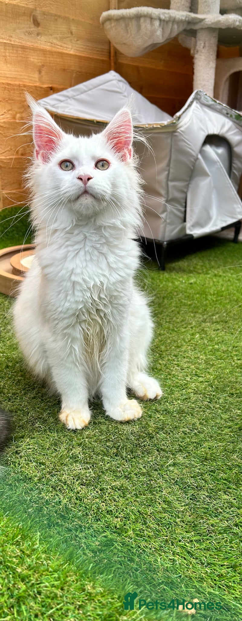Maine Coon cats Maine coon kittens looking for new homes - Advert 14