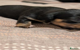 Mixed Breed dogs for sale: 3 beautiful male miniature dachshunds mix - Advert 4