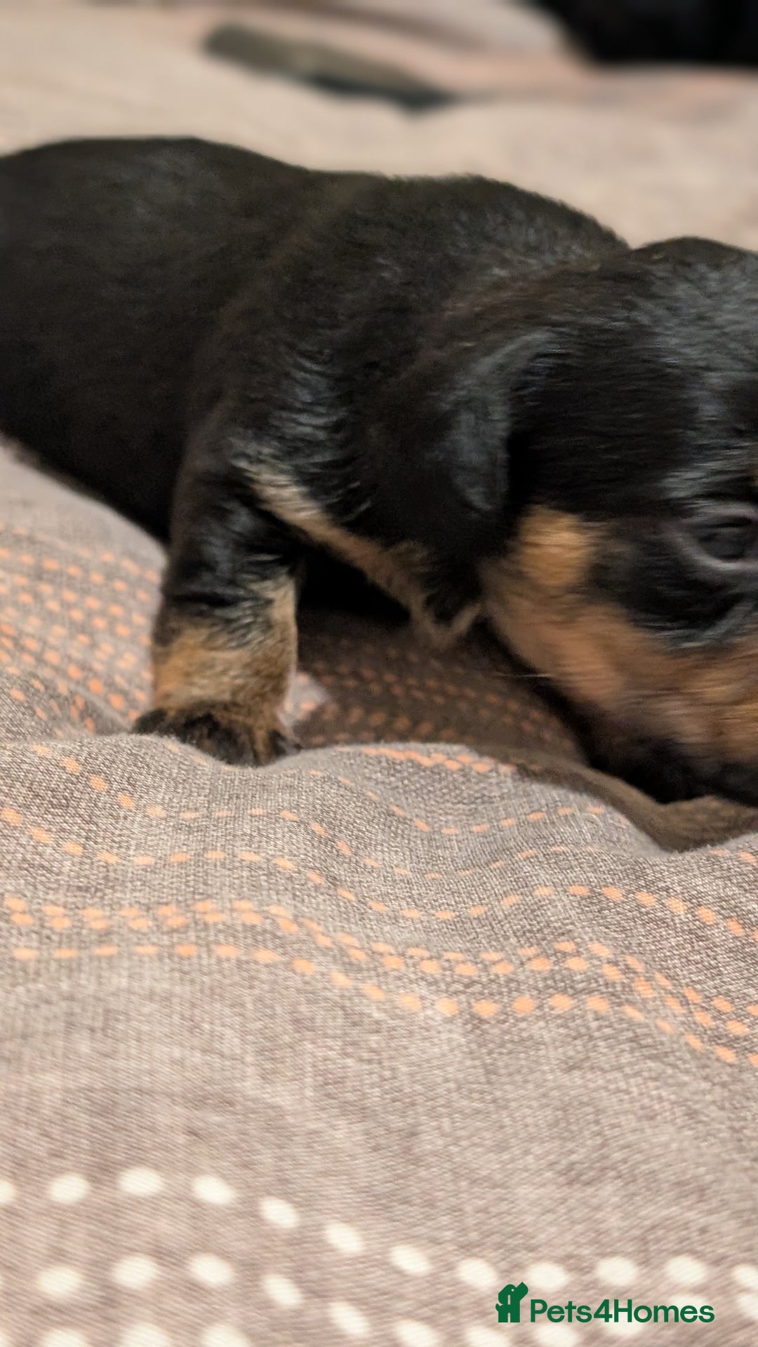 Mixed Breed dogs for sale: 3 beautiful male miniature dachshunds mix - Advert 4