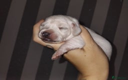 Miniature Dachshund dogs for sale: Exceptional minature cream dachshunds - Image 1