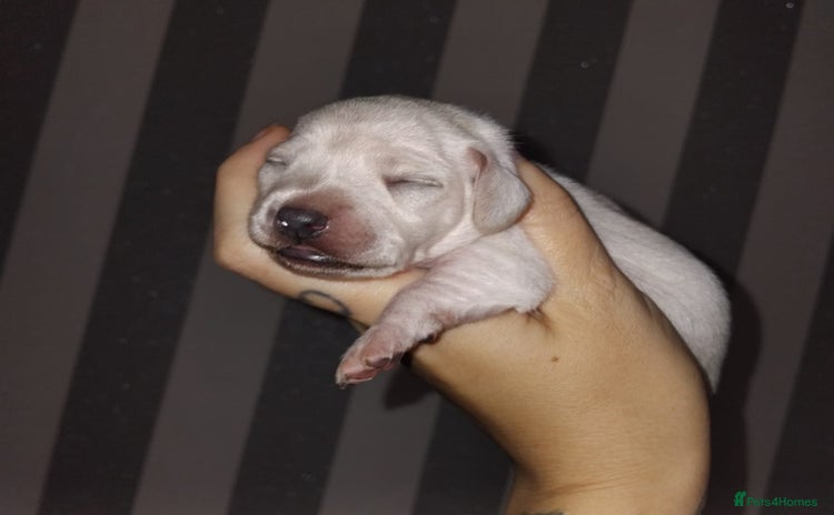 Miniature Dachshund dogs - Advert 8