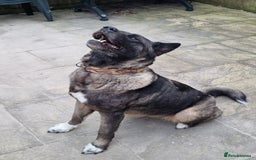 Japanese Akita Inu dogs for sale: Sasha looking for permanent home ASAP - Image 2