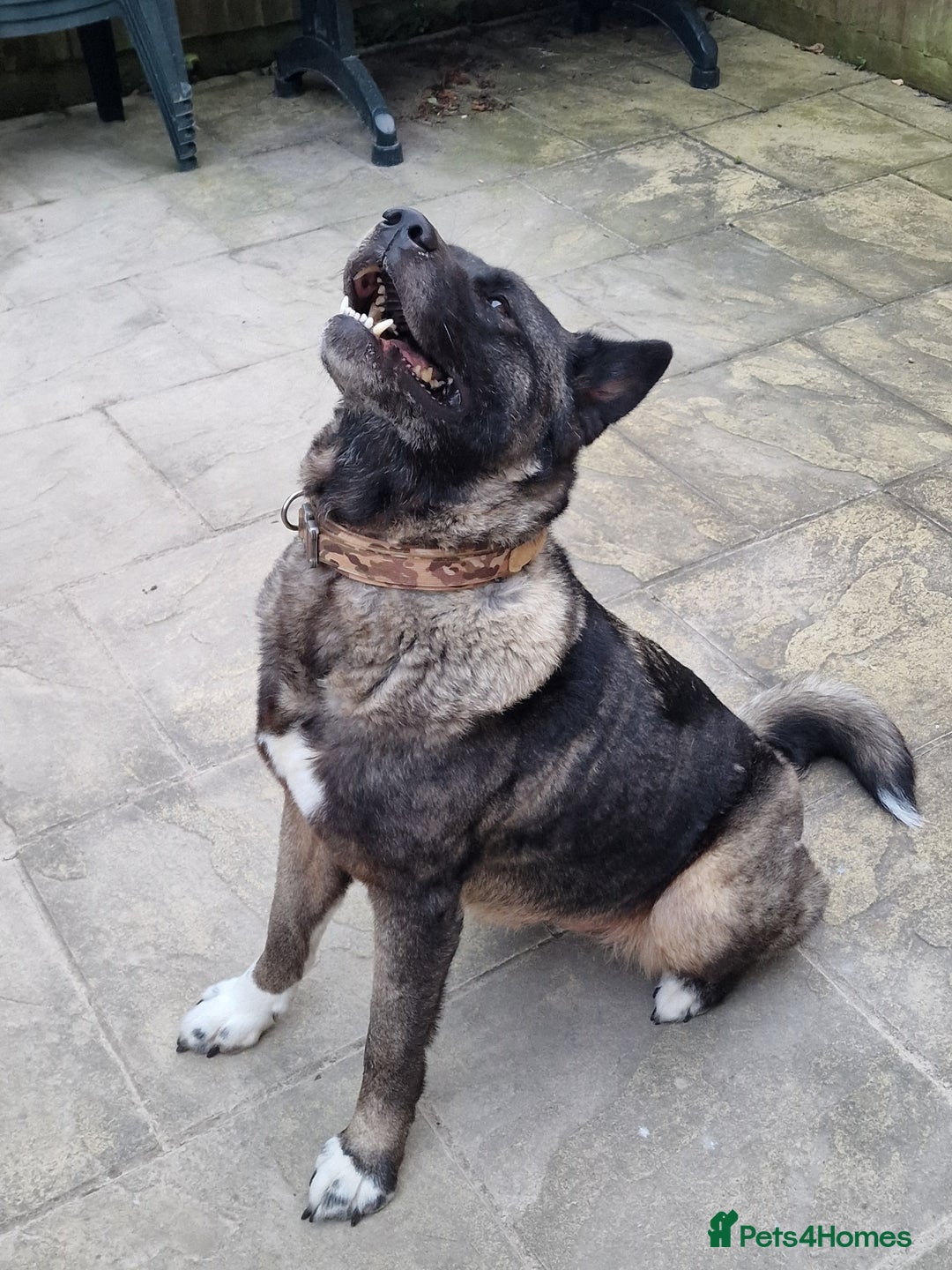 Japanese Akita Inu dogs for sale: Sasha looking for permanent home ASAP - Image 2