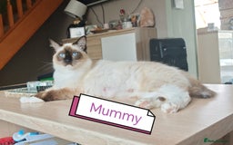 Ragdoll cats for sale: The last three cuddles - Image 6