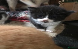 Mixed Breed cats for sale: 2 beautiful kittens  - Image 24