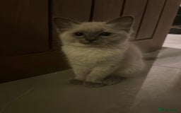 Ragdoll cats for sale: 🐾 Ragdoll Kittens Ready for Their Forever Homes  - Image 2