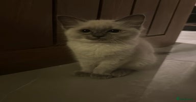 Ragdoll cats - Advert 3