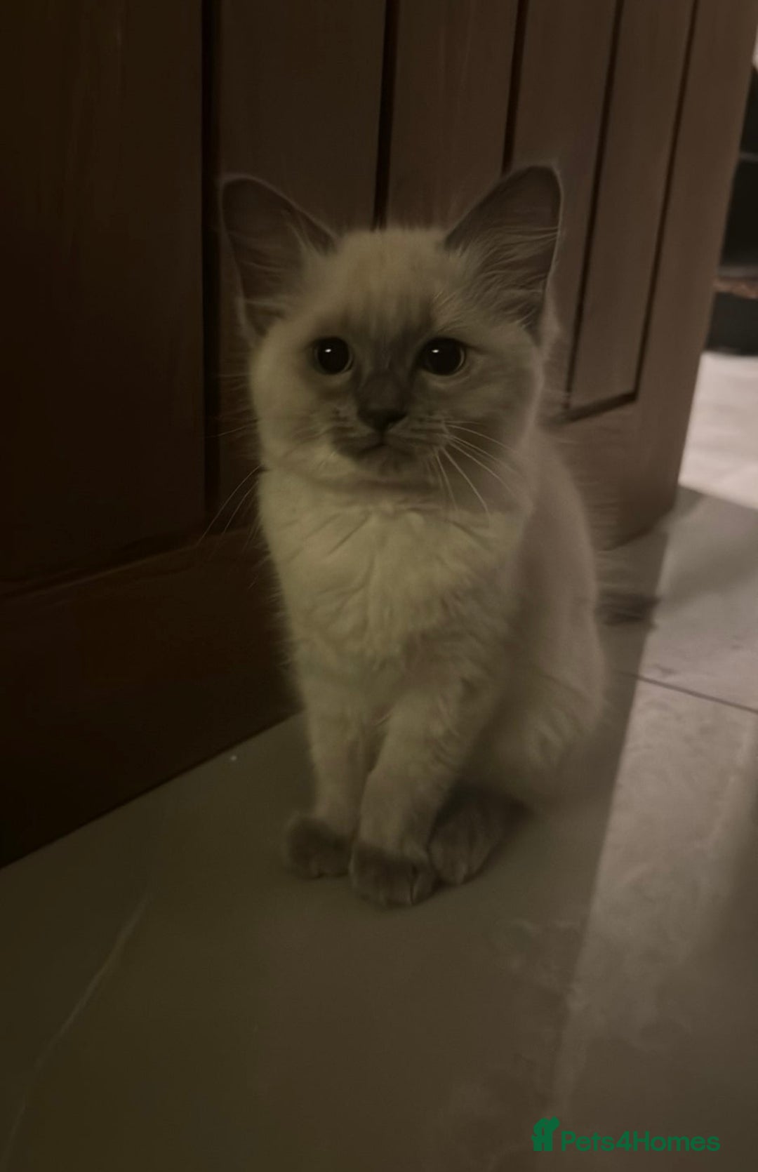 Ragdoll cats for sale: 🐾 Ragdoll Kittens Ready for Their Forever Homes  - Image 2