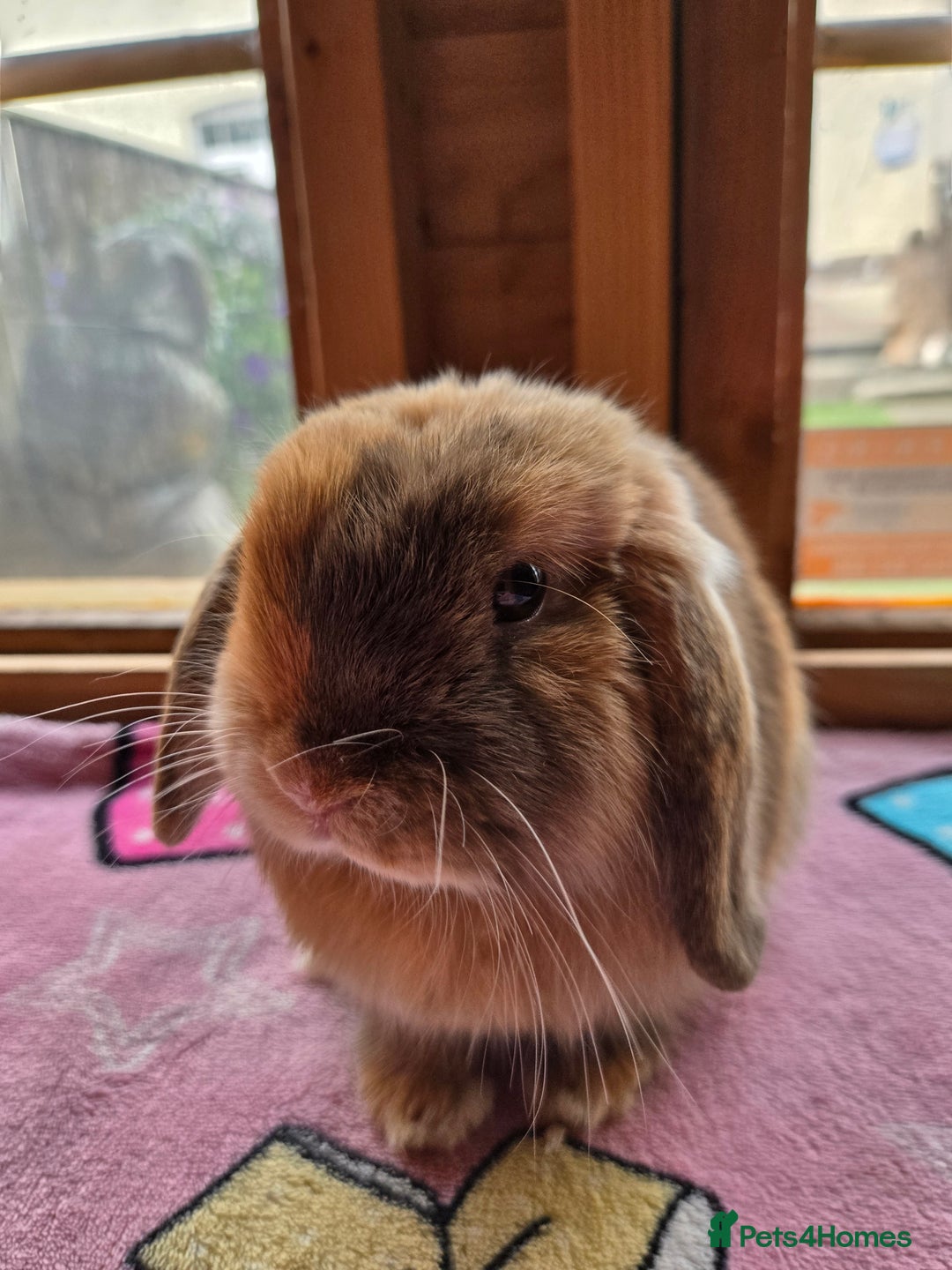 Mini Lop rabbits for sale: Chocolate harliquin boy XX Sold XX  - Image 6