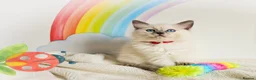 Ragdoll cats for sale: GCCF Registered Ragdoll Kittens - Advert 7