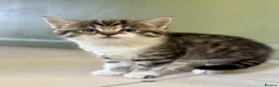 Mixed Breed cats for sale: 3 adorable kittens one boy, two girls - Advert 3