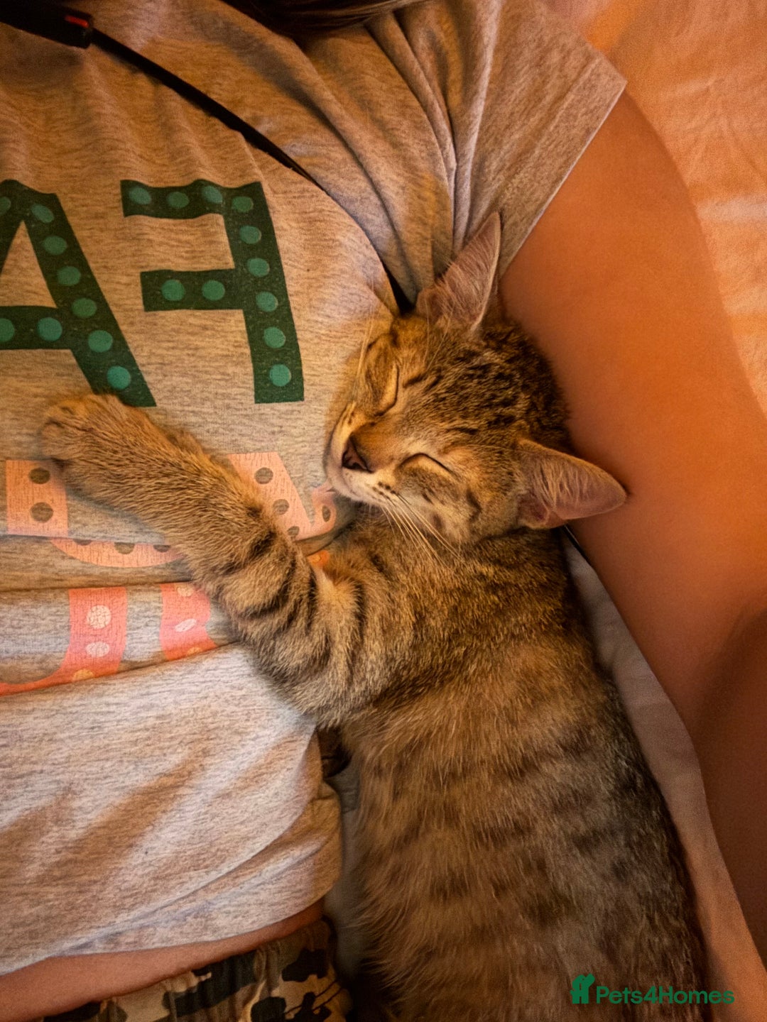 British Shorthair cats for sale: 3 kittens for sale - Image 6