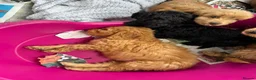 Cockapoo dogs for sale: F1 beautiful miniature cockapoos  - Advert 10
