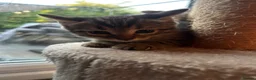 Bengal cats for sale: 2 Female kittens in South Ockendon - Advert 1