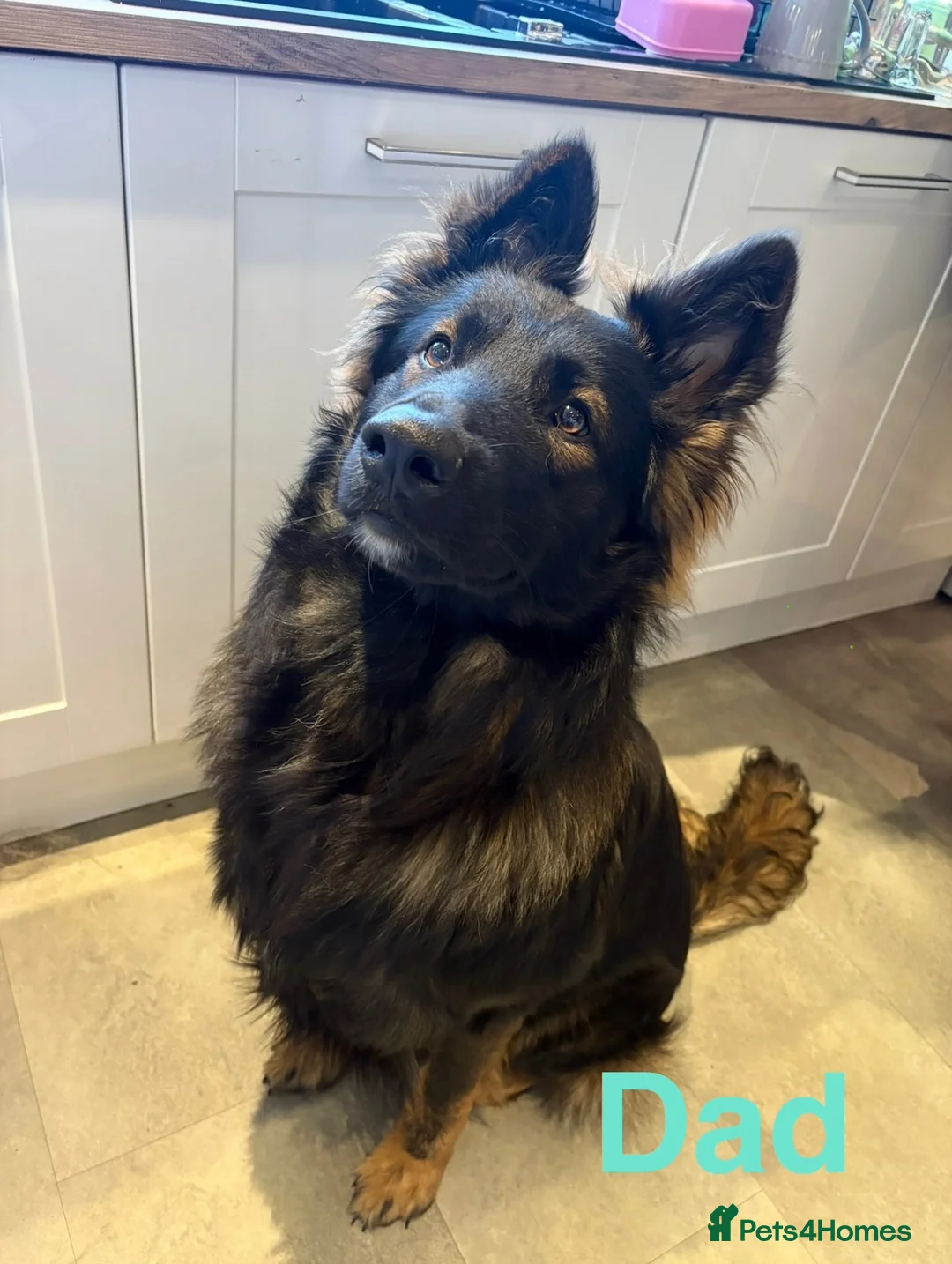 German Shepherd dogs for sale: Gorgeous Boy Puppies Looking for Forever Homes - Advert 5