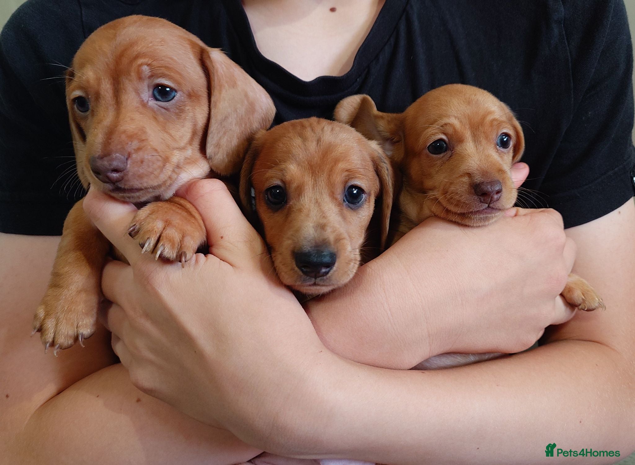 Miniature Dachshund dogs Beautiful Miniature Puppy Dachsung  - Advert 1