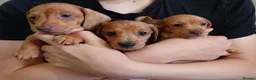 Miniature Dachshund dogs for sale: Beautiful Miniature Puppy Dachsung  - Advert 1