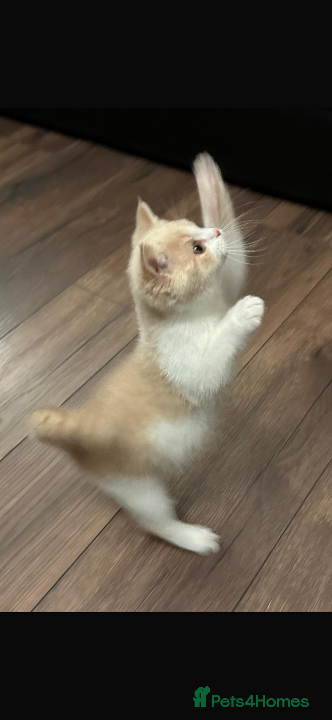 British Shorthair cats for sale: 1 left Ready NOW GCCF BSH kittens  - Advert 10