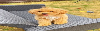Maltipoo 1
