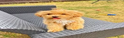 Maltipoo dogs for sale: ❤️ Beautiful Red Mini Maltipoo  ❤️ in Worcester - Advert 1