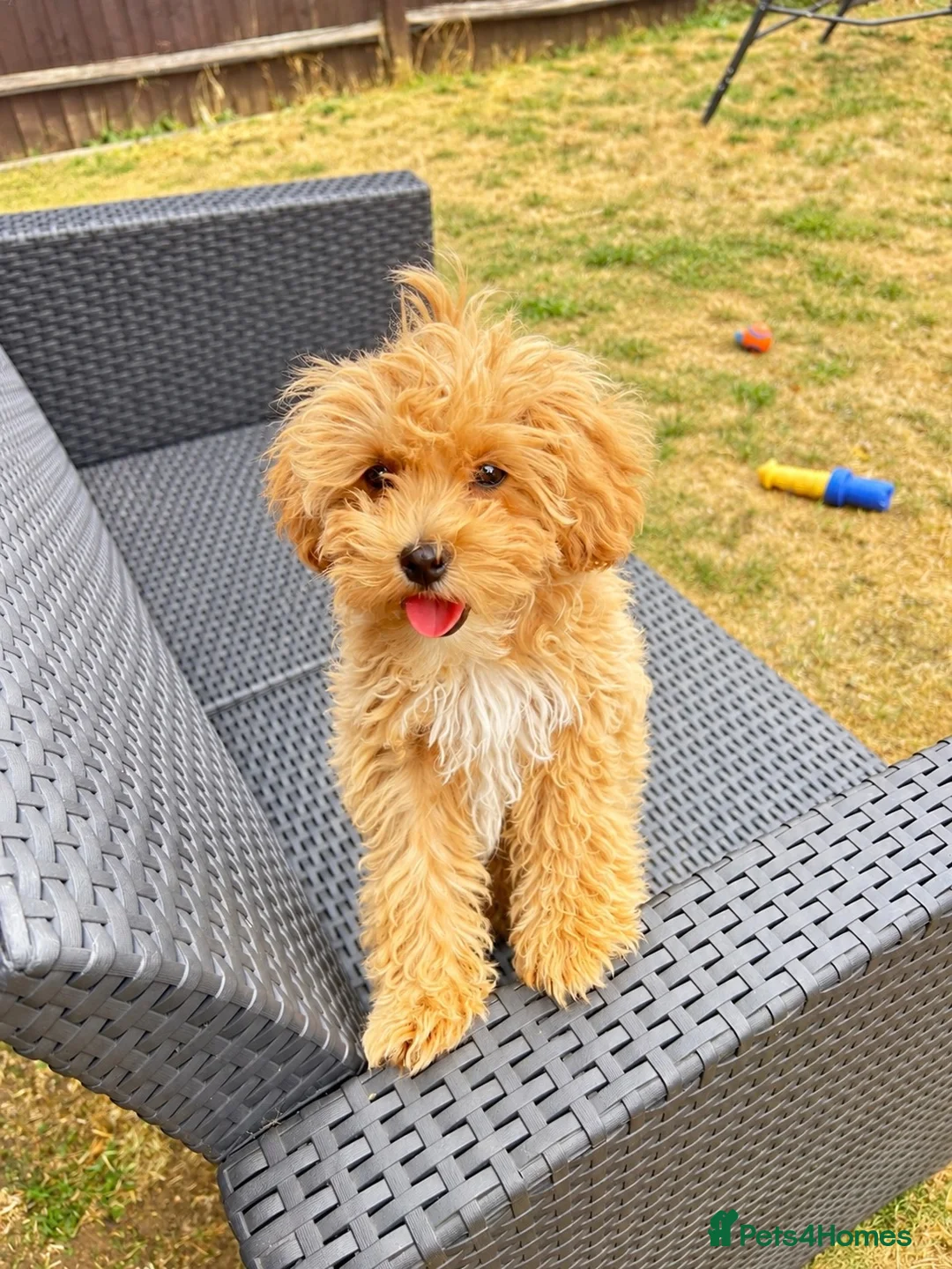 Maltipoo dogs for sale: ❤️ Beautiful Red Mini Maltipoo  ❤️ in Worcester - Advert 1