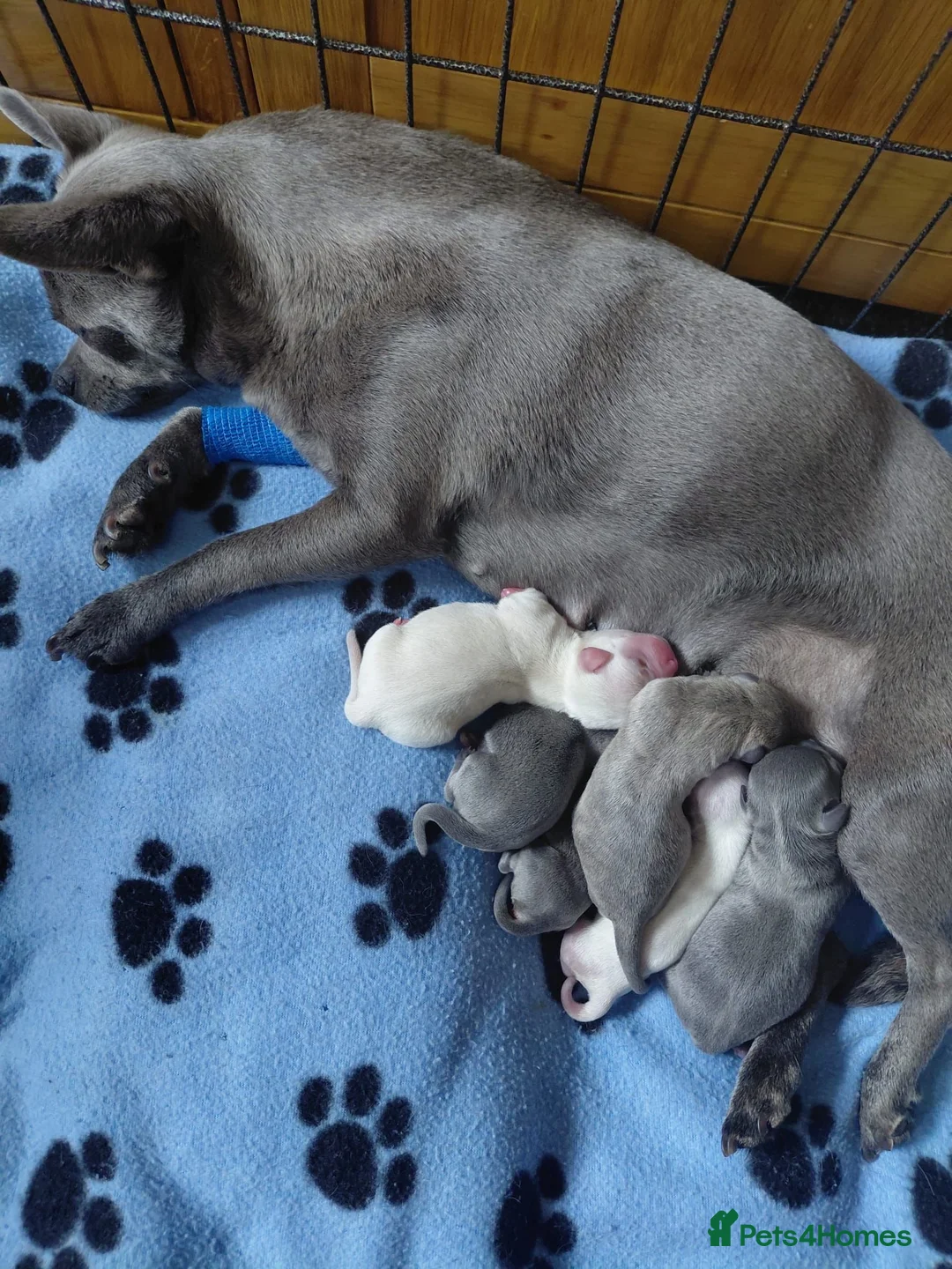 Chihuahua dogs for sale: Pedigree Chihuahua Puppies  - Advert 1