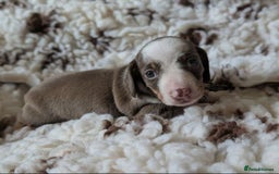 Miniature Dachshund dogs for sale: BEAUTIFUL SHORT-HAIRED MINIATURE DACHSHUND PUPPIES - Image 5