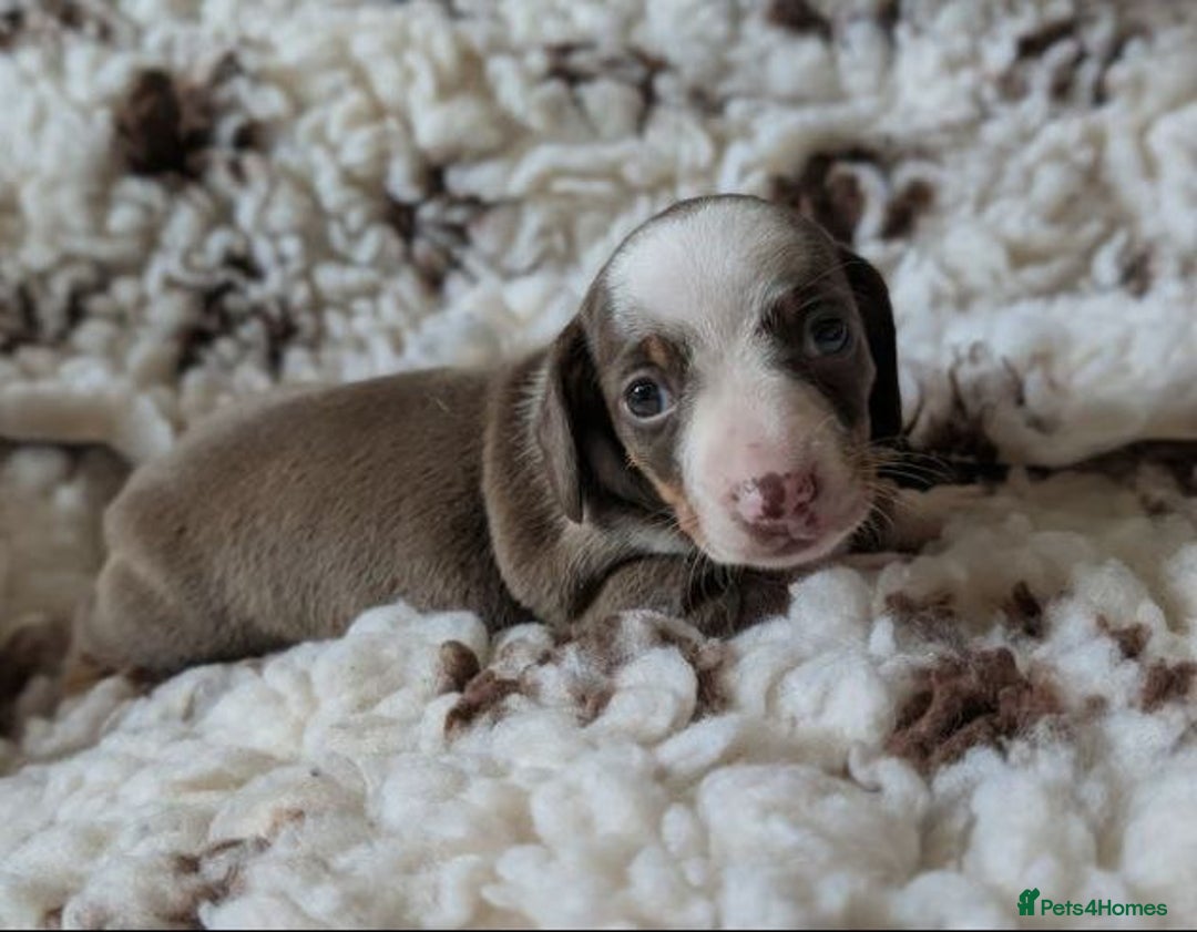 Miniature Dachshund dogs for sale: BEAUTIFUL SHORT-HAIRED MINIATURE DACHSHUND PUPPIES - Image 5