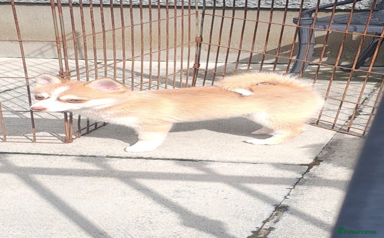 Pomsky dogs - Advert 1
