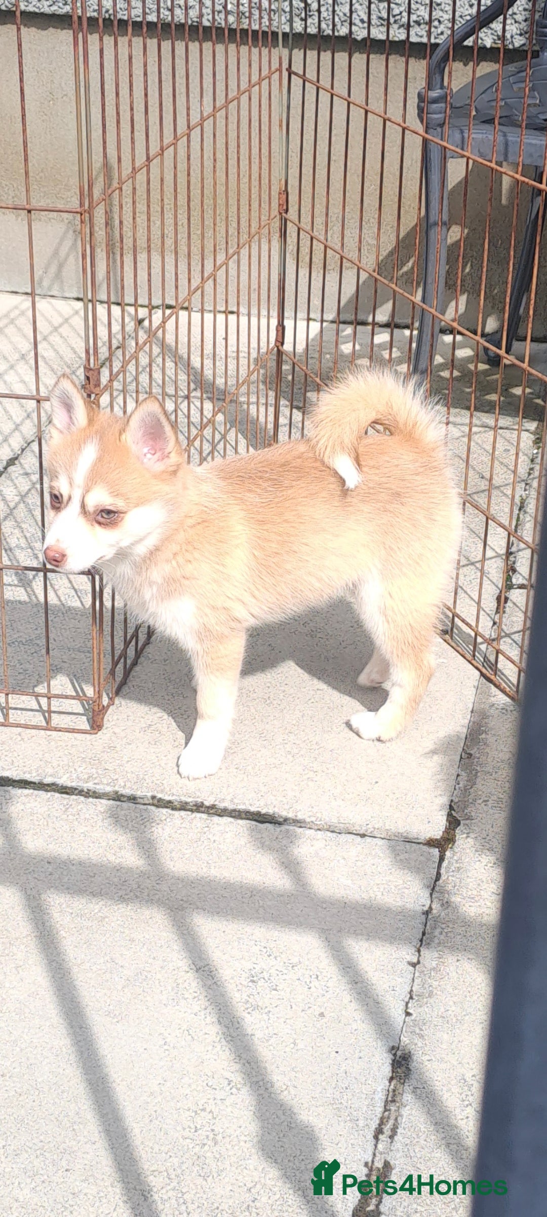 Pomsky dogs for sale: Fully vaccinated, 3 F4 Pomskies. Well socialised. - Image 1